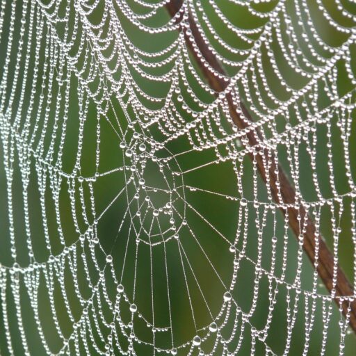 Extra Webbing